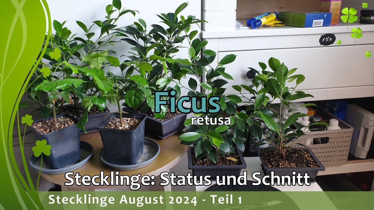 Stecklinge August 2024 - Teil 1
