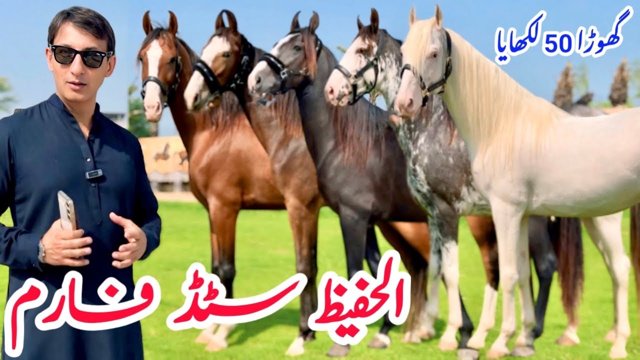 Al Hafeez Stud Farm Dina | Most Beautiful Baral Line Horses | Top Class Pakistani Desi Horse Breed