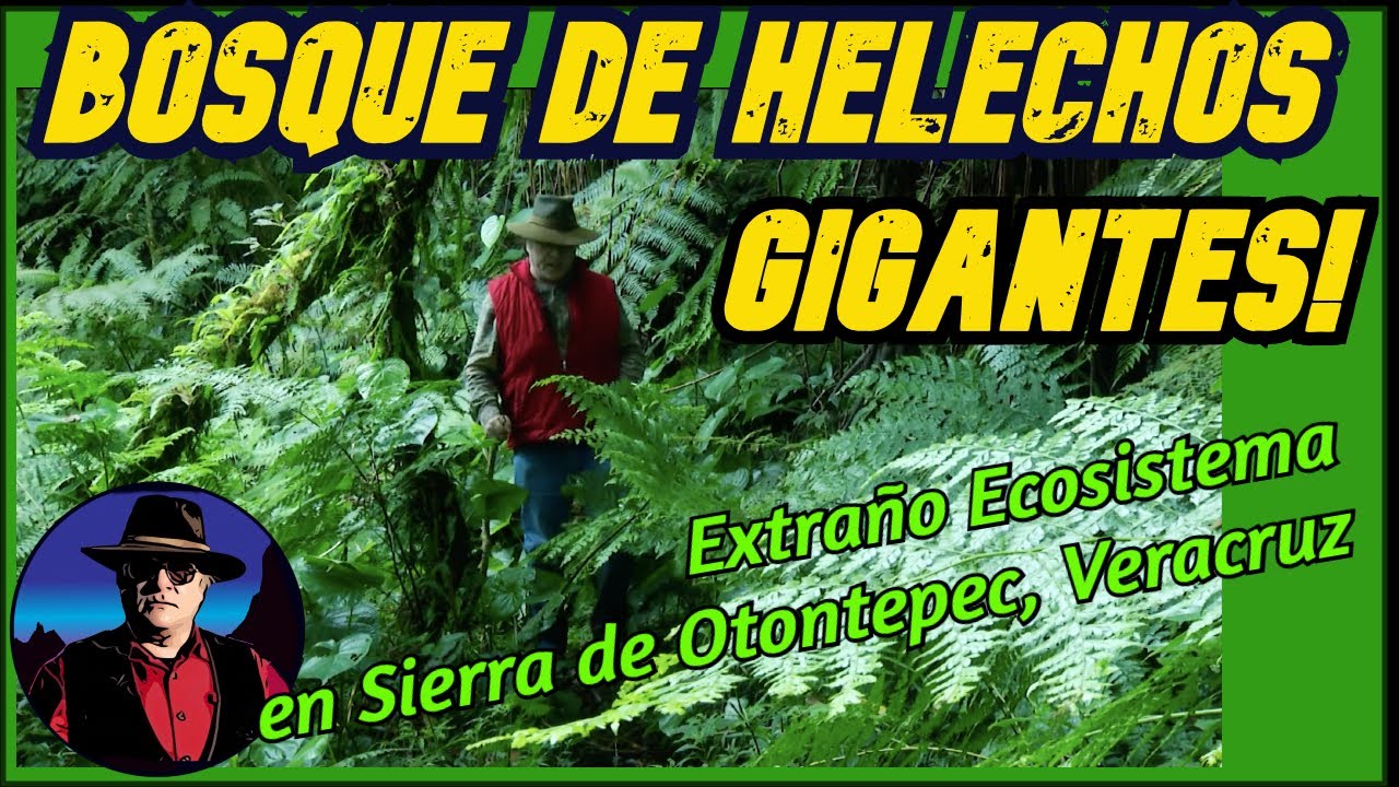 Bosque de Helechos Gigantes, Raro Ecosistema de Veracruz, México