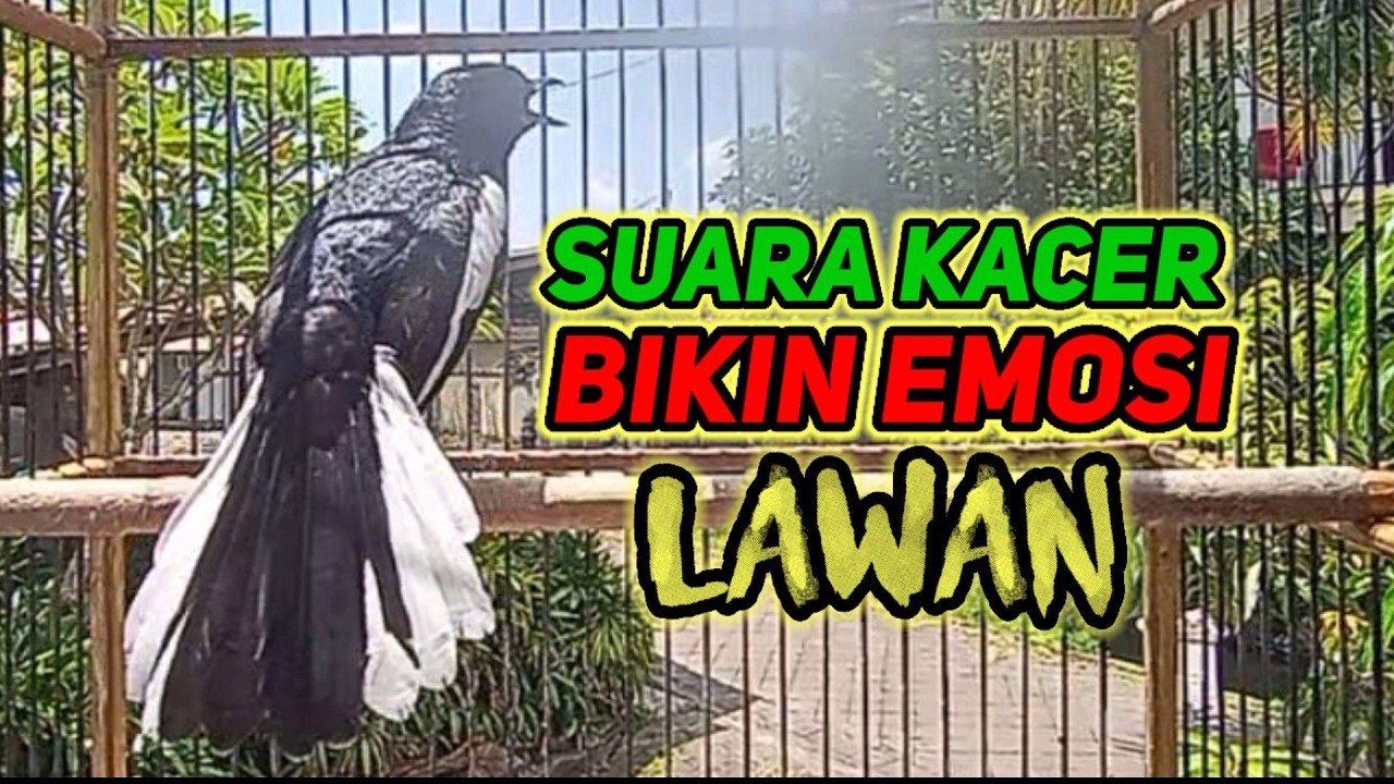 terapi dasar buat mancing kacer bahan agar cepat bunyi dan gacor semua jenis kacer dijamin nyaut