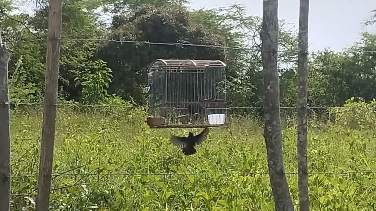 Chirrio en el monte peliando con uno de puesto  🔥