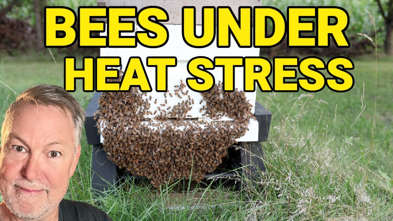 Beekeeping | Are Your Bees Too Hot? Will A Fan Work?