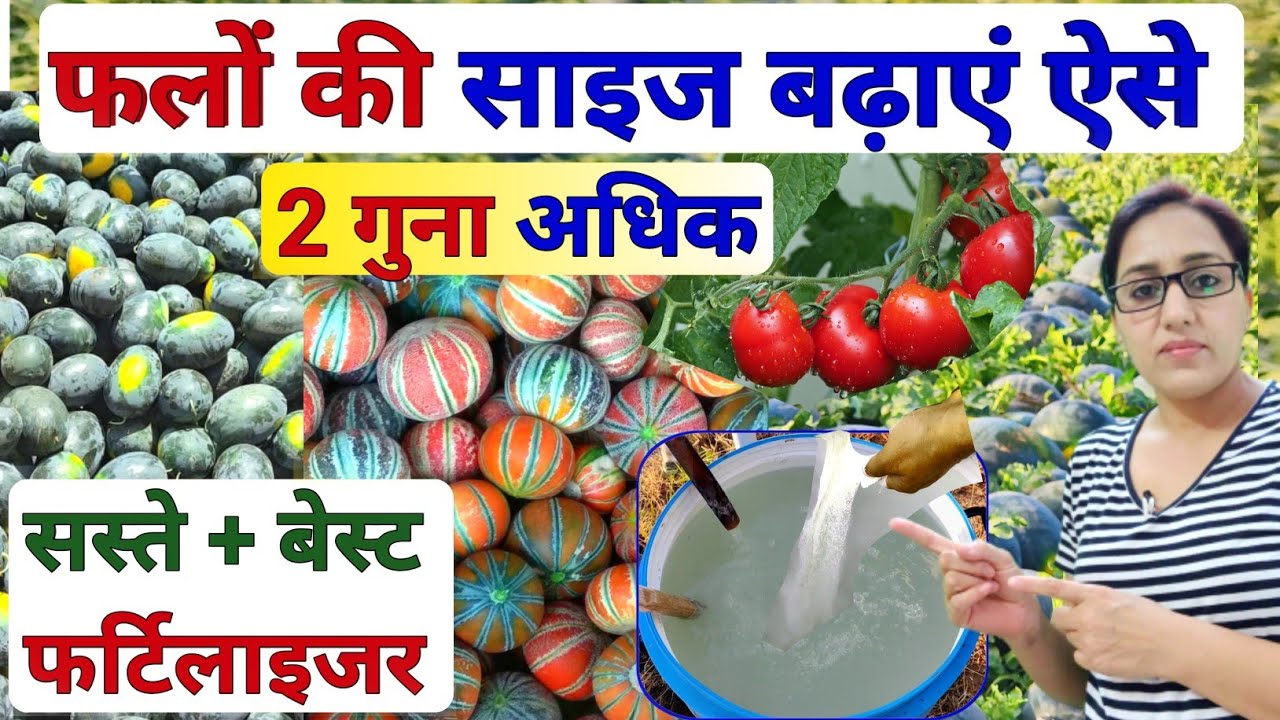 फलों की साइज क्वालिटी शाइनिंग बढ़ाने का बेस्ट तरीका | increase fruit size | magnesium sulphate | npk