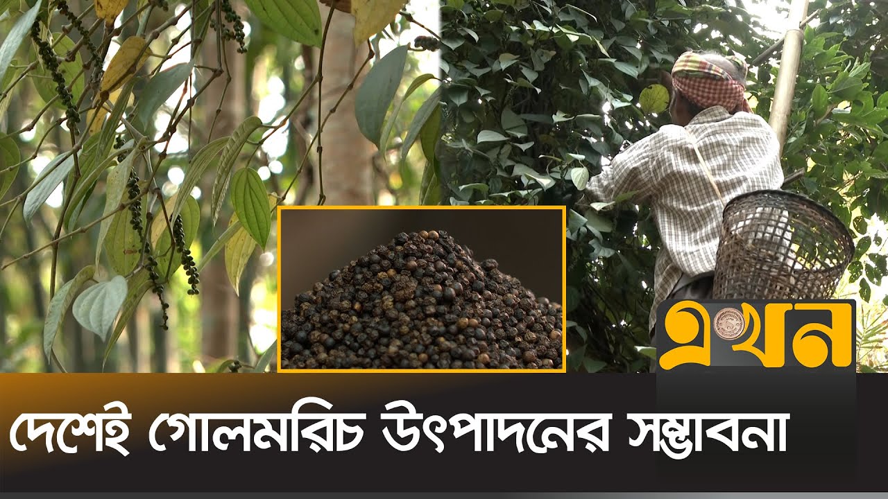মসলা আমদানিতে বছরে খরচ ৩৭ কোটি ডলার! | Black Pepper | Ekhon TV