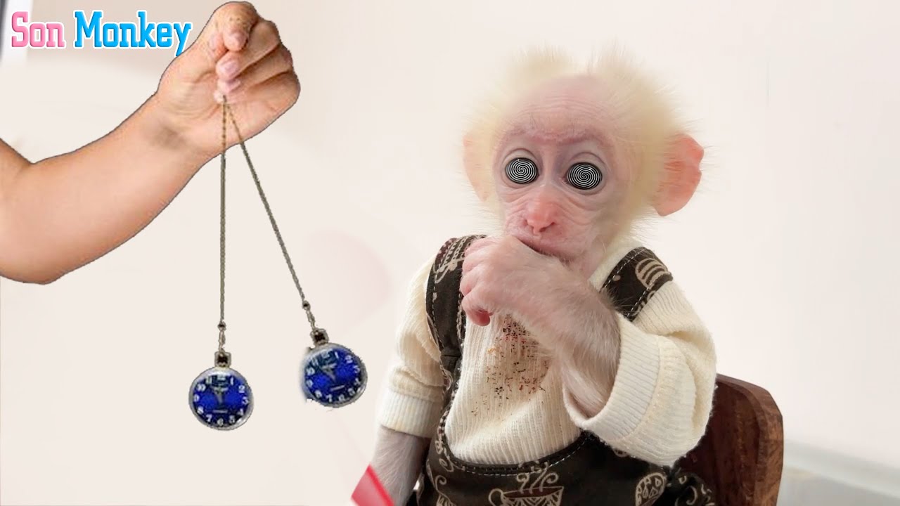Baby Monkey Hypnotized by Father - Baby Monkey's Sad Memories - Son Monkey
