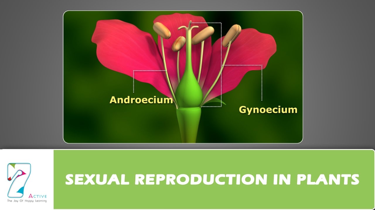 SEXUAL REPRODUCTION IN PLANTS