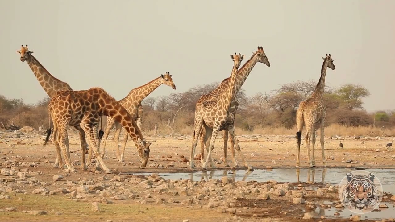 Giraffes Characteristics and Habitat