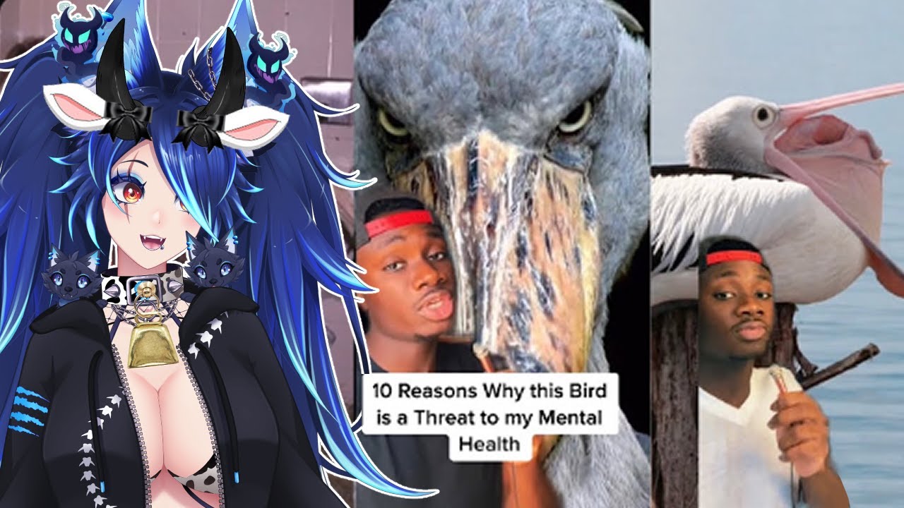15 Minutes of Purely Educational Bird Slander | Spite Reacts to Casual Geographic