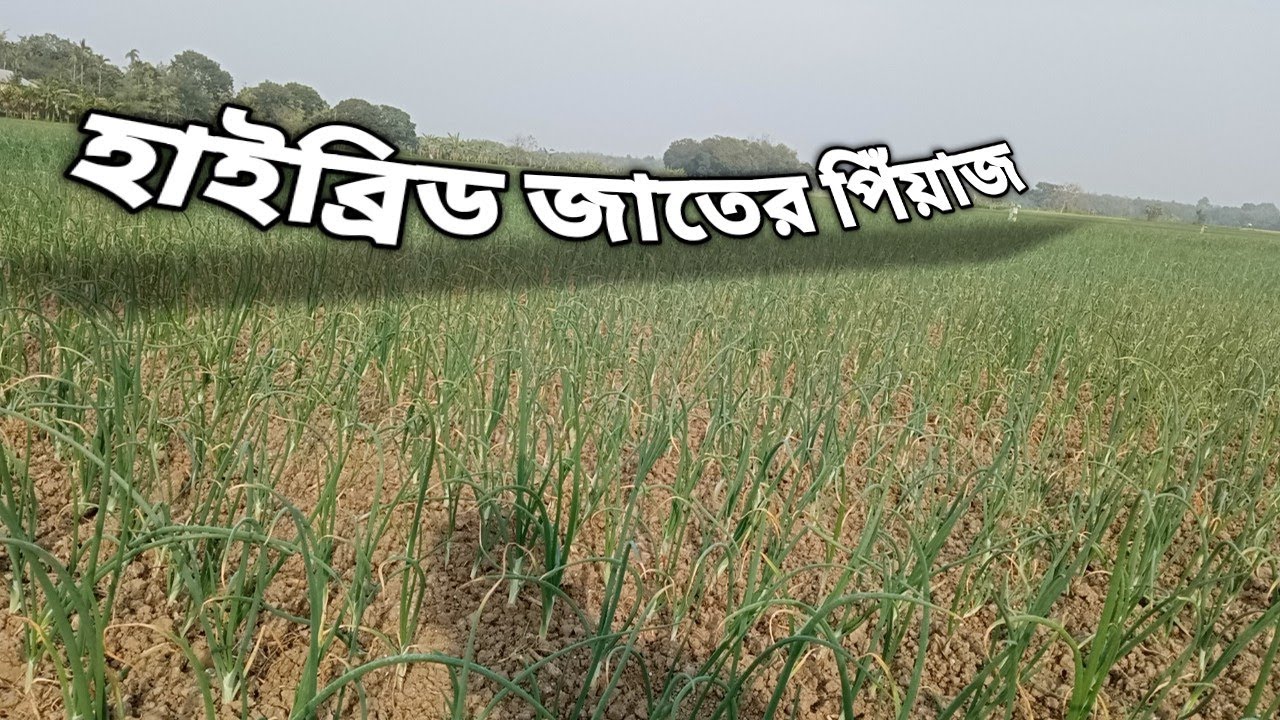 হাইব্রিড পিয়াজ দেখতে আসলাম মাঠে 😍🌱 | ফলন দেখে অবাক! | Hybrid Onion Field Visit