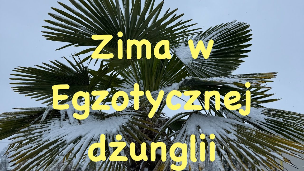 Zima w Egzotycznej dżungli🥶🌴💪🏻