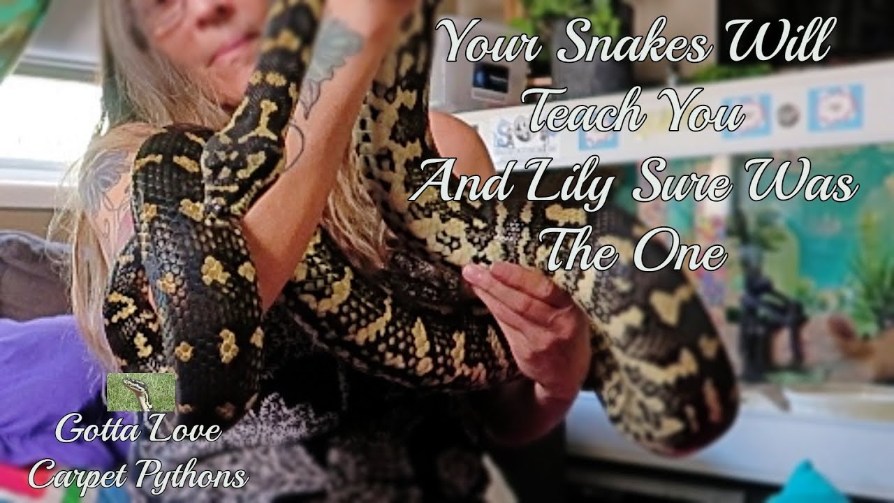 My Carpet Python Lily Taught Me About Snakes And Forming A Friendship
