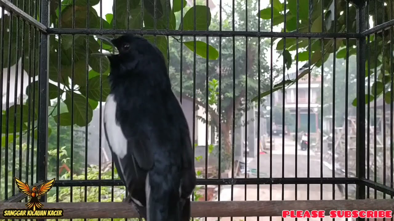 PANCINGAN TERAPI KACER RUMAHAN 100% AMPUH JADI GACOR NGOTOT