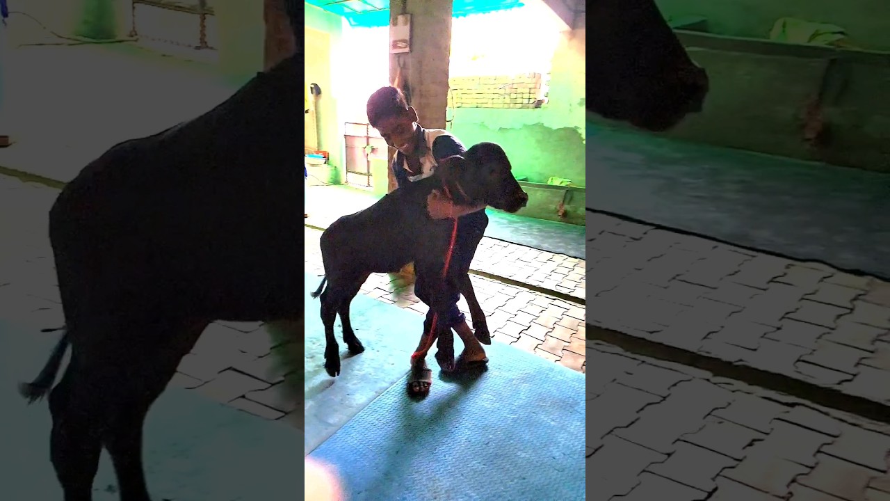 Murrah calf||#reels #trending #shorts #video #dairyfarm #murrah #bull
