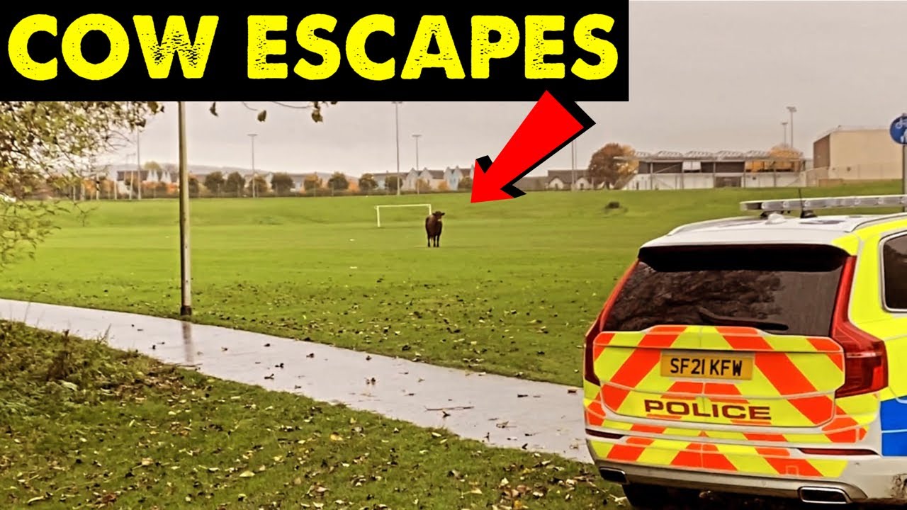POLICE HAD TO SHOOT THE COW | EXPENSIVE WHITE BAGS | LUCKED OUT #CRAWFORDFARMS #140