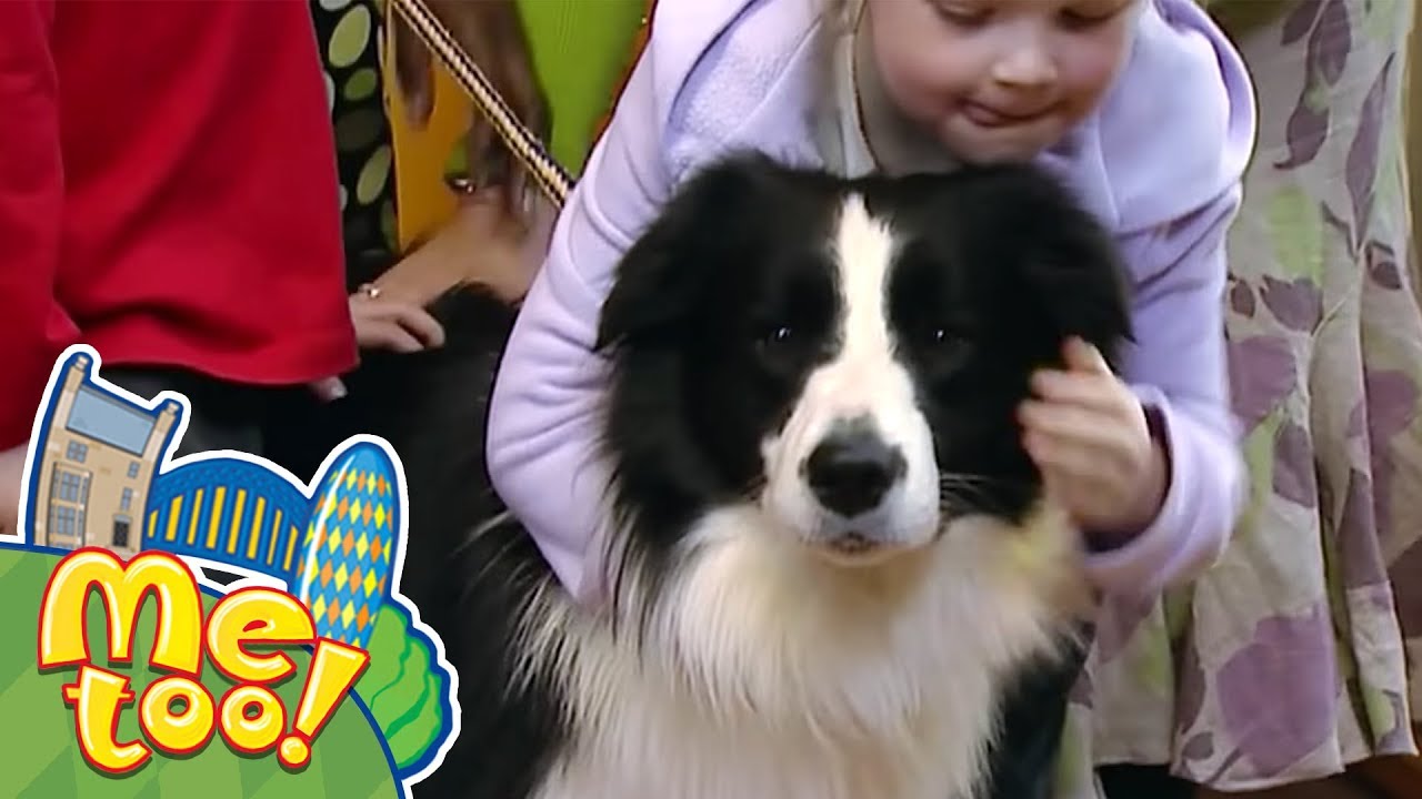 Me Too! - Sampson the Dog's Best Episodes | Full Episodes | TV Show for Kids
