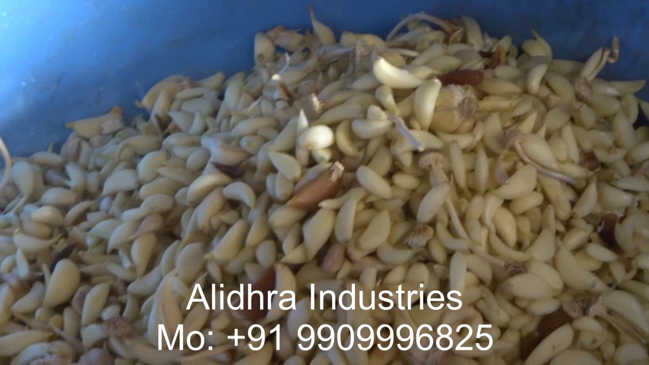 Garlic Peeling Machine - Alidhra Industries