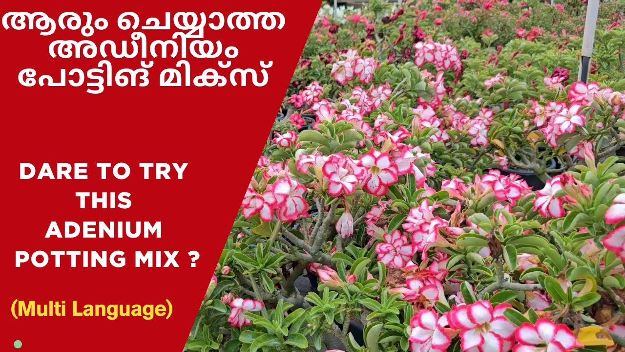 Adenium potting Soil, Challenge to traditional  potting mix, Myth busting