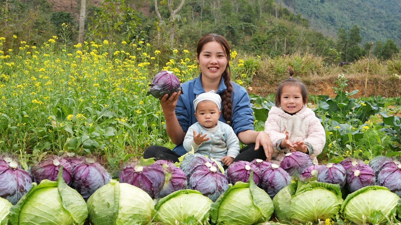 Harvest the giant red cabbage garden to sell at the market - Cook with your children