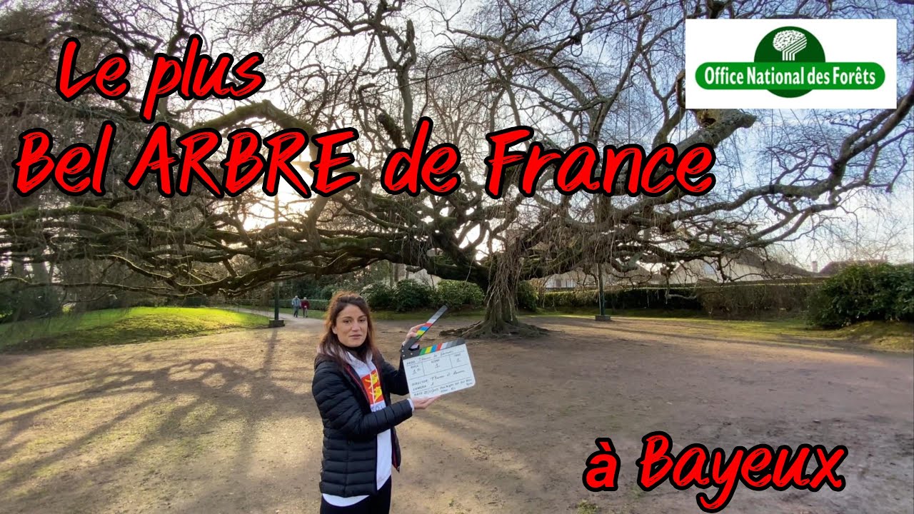Le plus bel ARBRE  de France est en Normandie