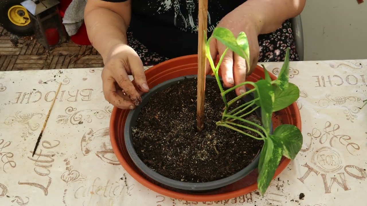 Buntnesseln Nachzucht und Zebrakraut im Herbst