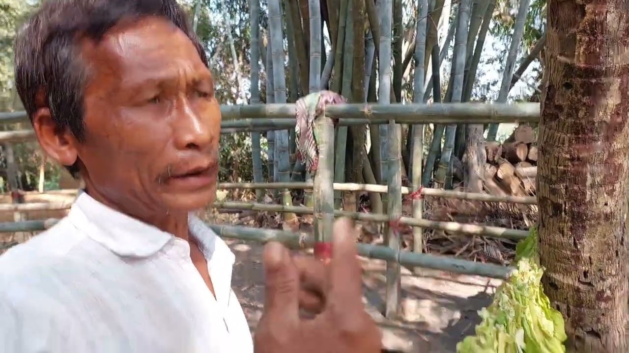পাহাড়ের তামাক চাষীদের কর্মব্যস্ত সময়।