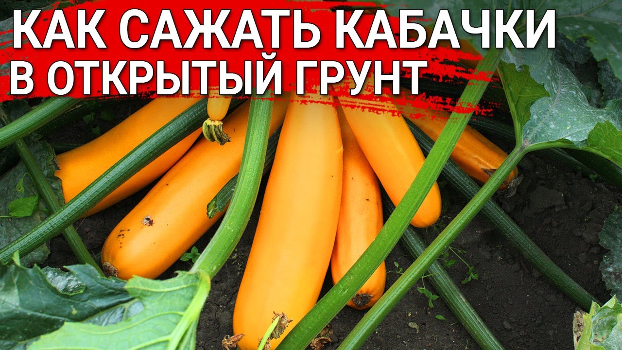 КАК САЖАТЬ КАБАЧКИ  в открытый грунт