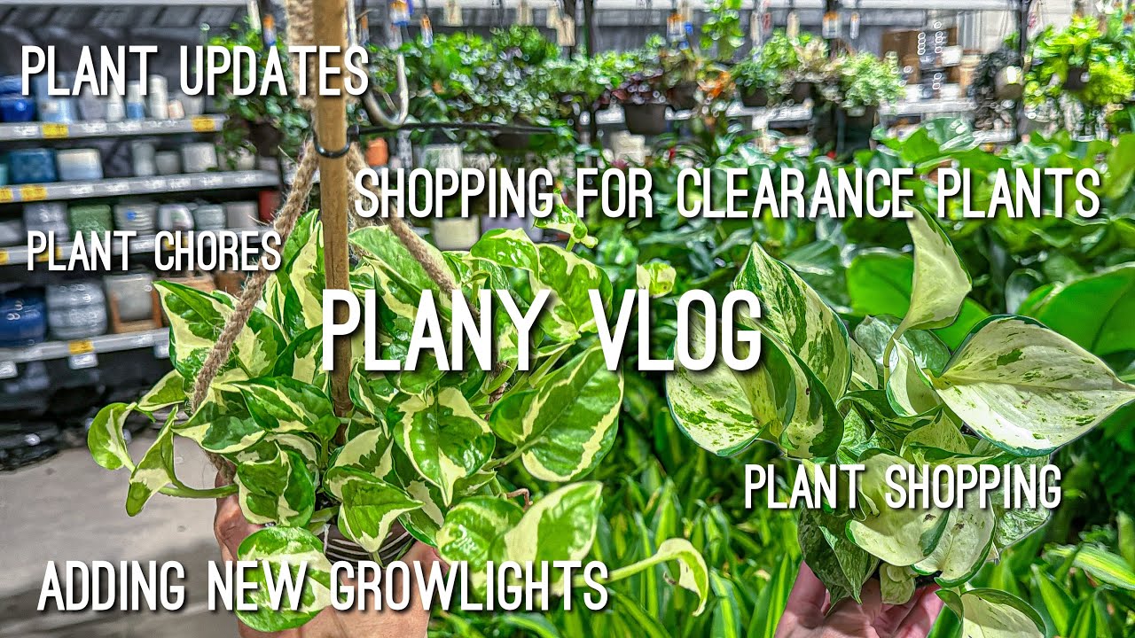 Plant Shopping for Houseplants on Clearance, Setting Up New Growlights as well planty updates!