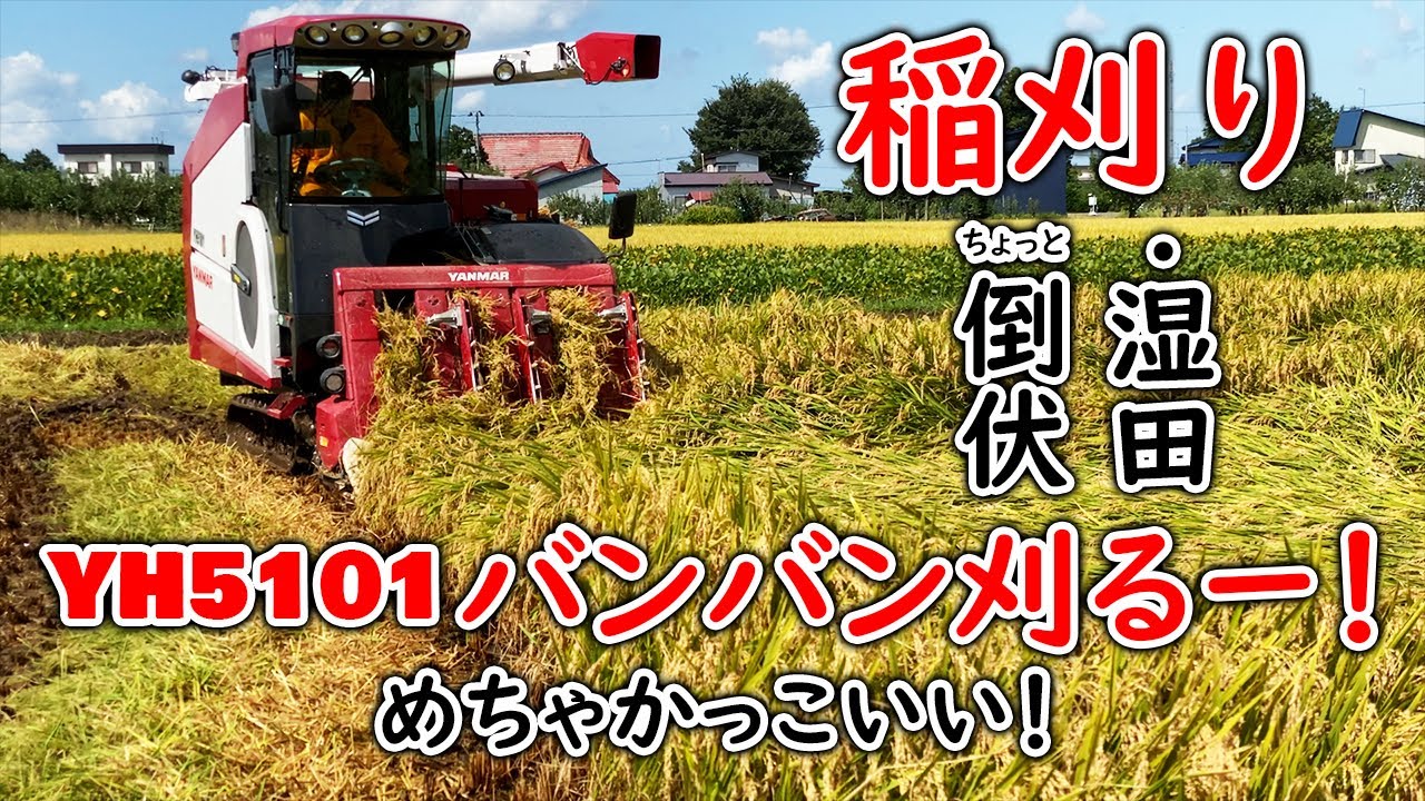 遂に稲刈り！　倒伏、湿田、バンバン刈りまーす！！※スロー映像あり！ヤンマーYH５１０１キャビン　やっぱりかっこいい☆