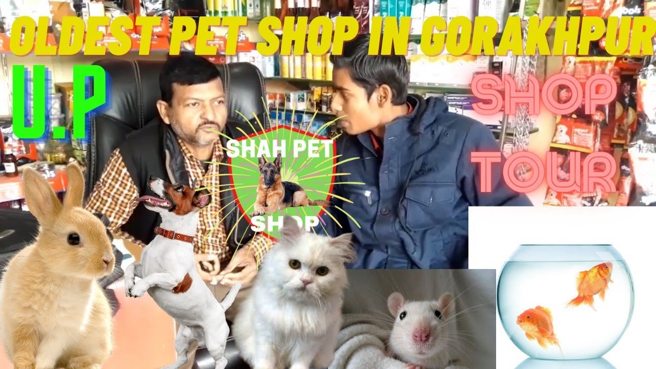 SHAH PET SHOP -GORAKHPUR |ALL BREAD AVAILABLE|BEST PRICE|OLDEST SHOP|6394613056