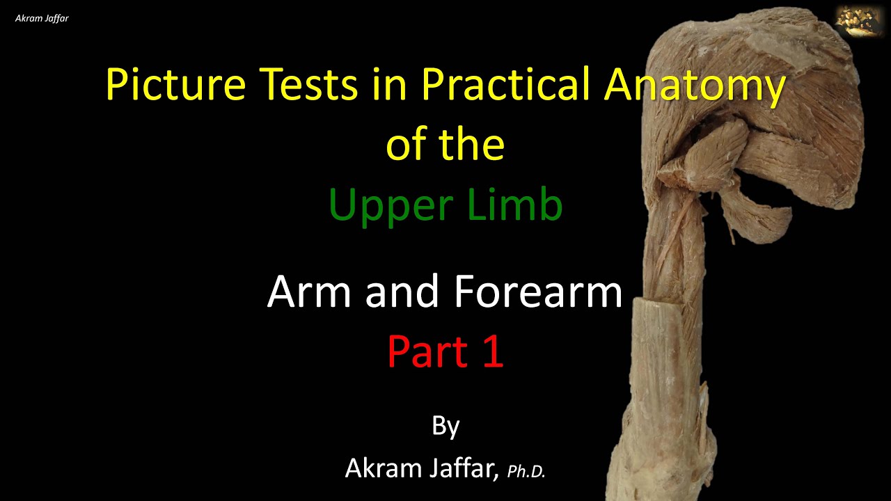 Picture tests in upper limb anatomy arm and forearm 1
