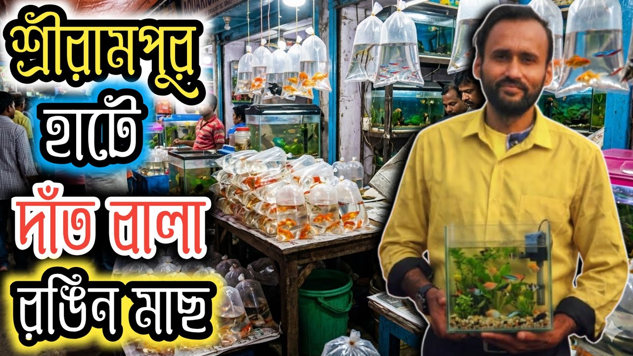 চৈত্র মাসেই প্রথমে সব থেকে কম দামে রঙিন মাছ শুরু serampore pet market serampore aquarium fish market