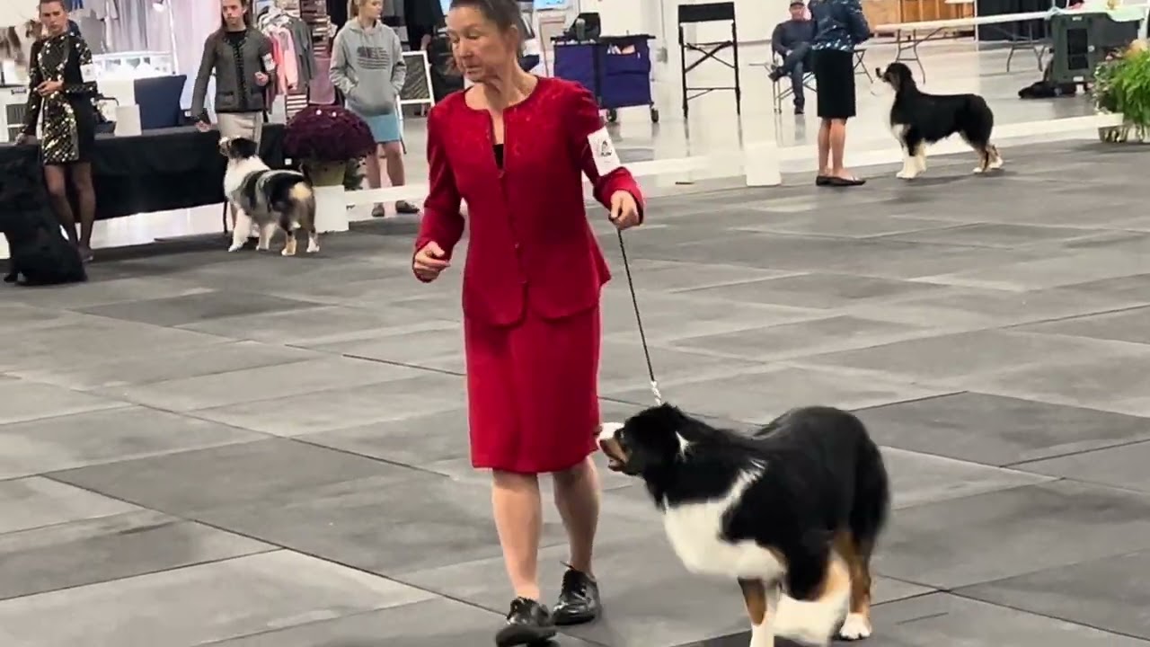 2024 10 19 ASCA National Speciality - Conformation – Intact Best of Breed and Best of Winners