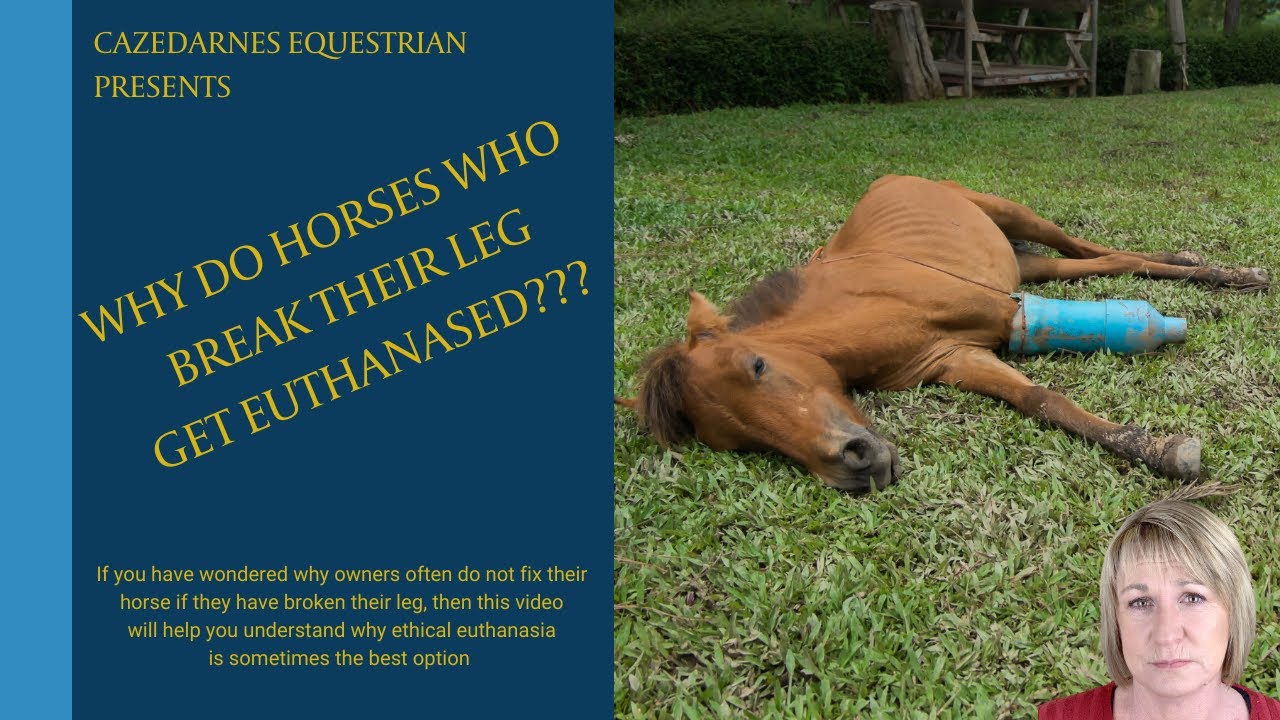 WHY ARE HORSES PUT DOWN WHEN THEY BREAK THEIR LEG????
