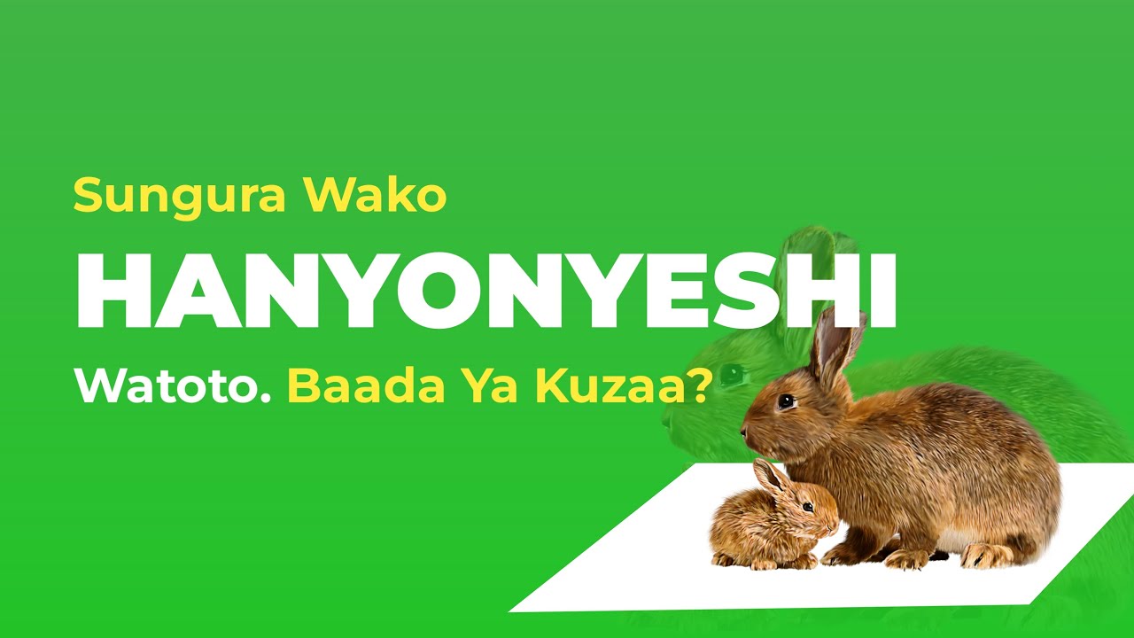 Sungura Kutonyonyesha Watoto. Sababu Na Jinsi Ya Kutatua Tatizo_Muongozo wa #ufugaji #sungura