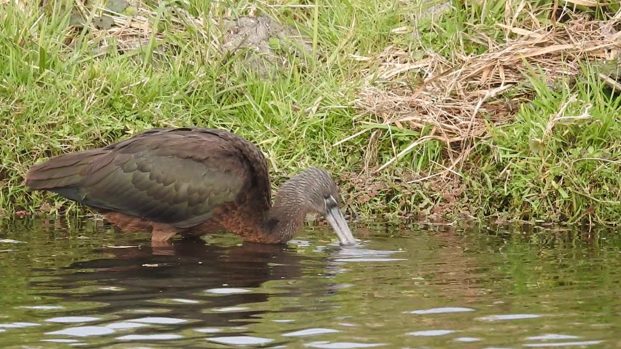 Zwarte Ibis , Glossy Ibis  The Netherlands Dorus Duits 18.11.21