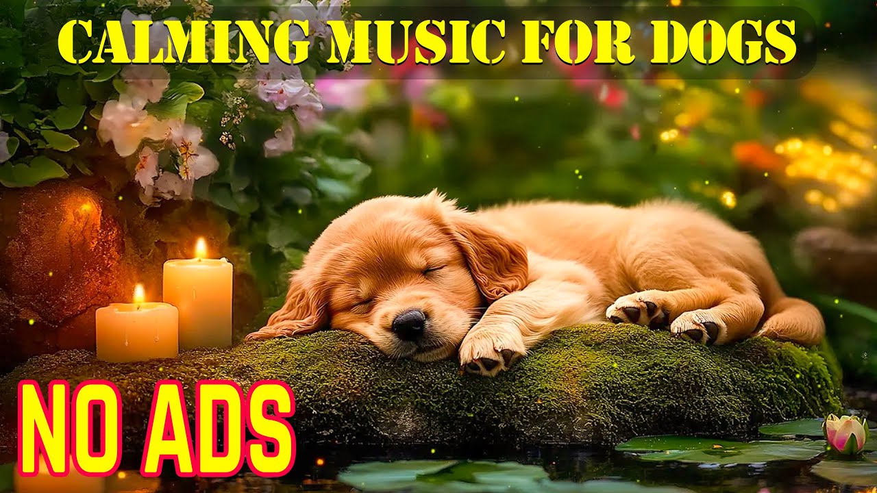Dog Calming Music 🐶 Gentle Melodies to Soothe Nervous Dogs, Reduce Barking, and Promote Rest