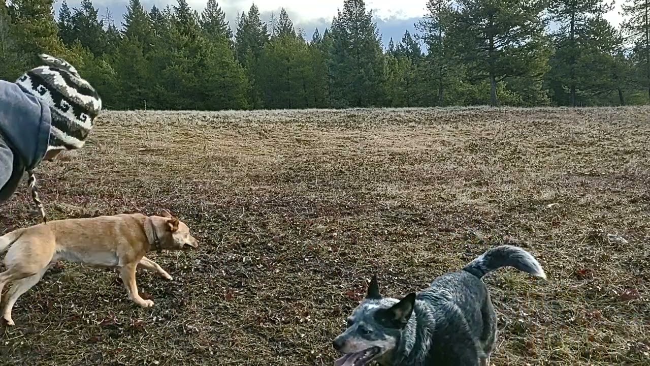 Playin With The Pack