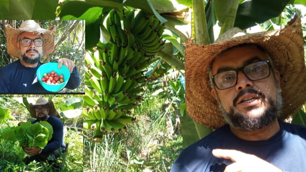 A Menor bananeira em produção, tenho fartura no sítio caipira do vale 