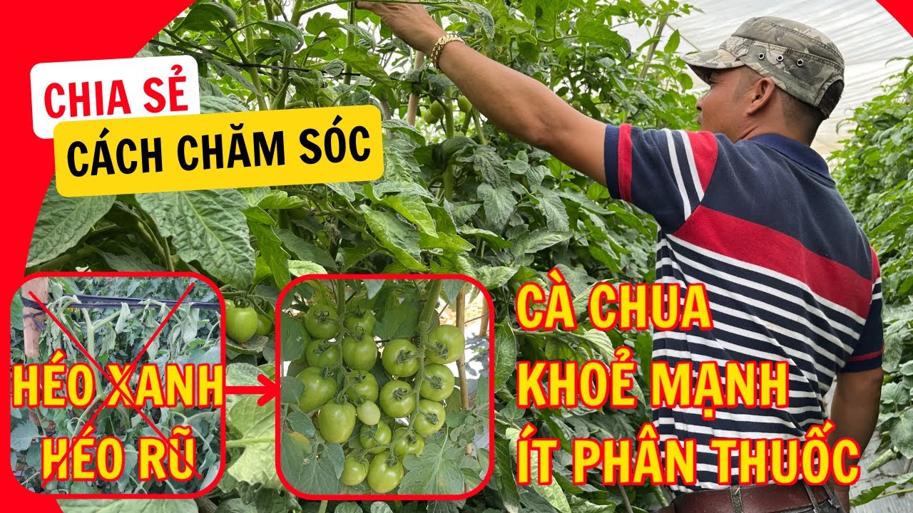 PHÒNG VÀ TRỊ BỆNH HÉO XANH HÉO RŨ, CHẾT YỂU TRÊN CÂY CÀ CHUA CHỈ NHỜ CẢI TẠO ĐẤT