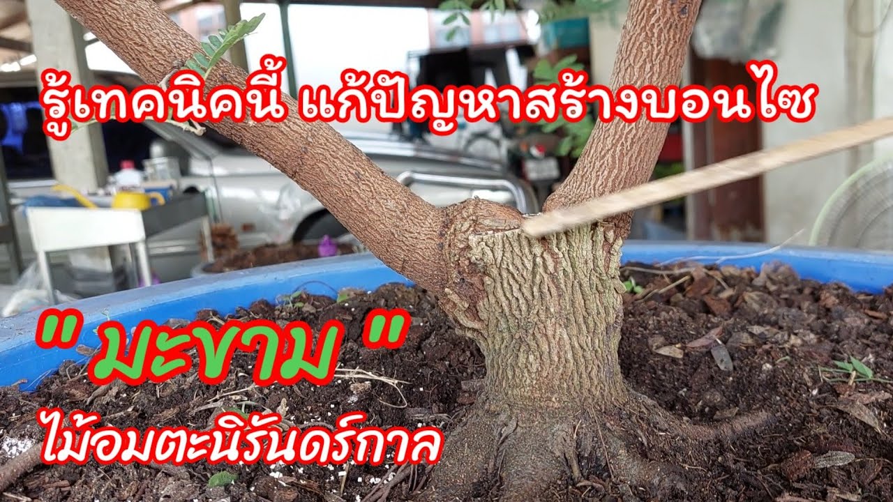 บอนไซ 👉แก้ปัญหามะขามบวม! 💥รู้เทคนิควิธีการนี้ในการสร้างมะขามไม้อมตะนิรันดร์กาล #บอนไซบ้านมด #มะขาม