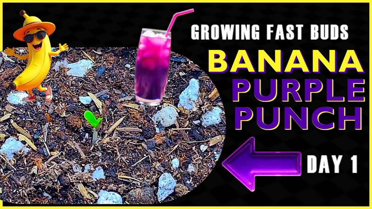 Growing Fast Buds Banana Purple Punch Auto - Day 1