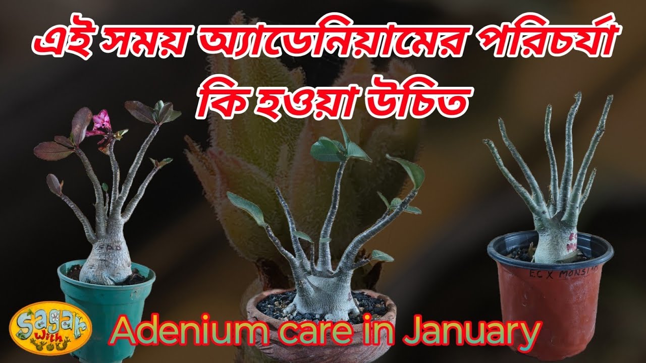 Adenium plant care in January || জানুয়ারি মাসে এডেনিয়াম গাছের যত্ন ||