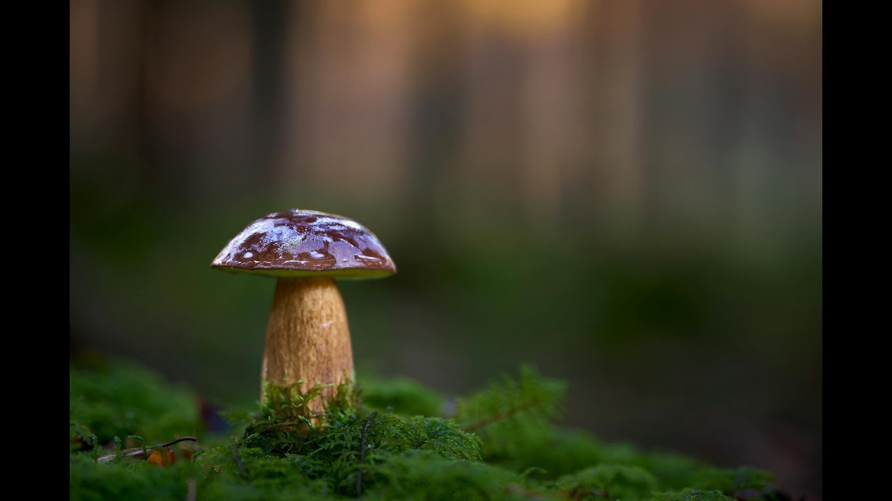Podgrzybek 🍄 | Wskaz&oacute;wki dotyczące bezpiecznej identyfikacji