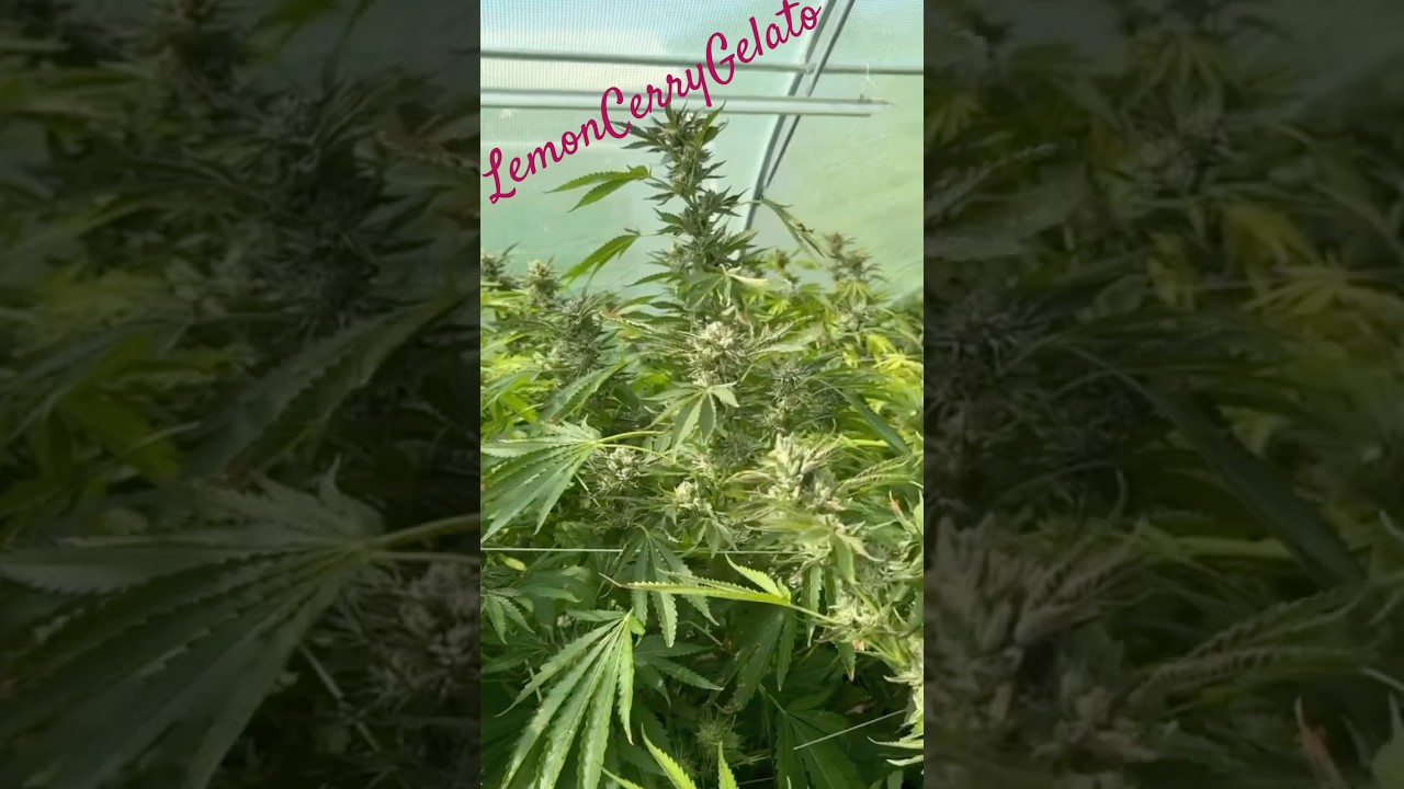 Lemon cherry gelato #oldies #weedgram #cannabistalk101 #cannabisdaily