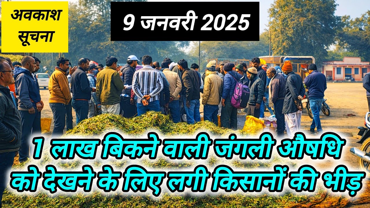 जंगलों में मिलने वाली 75+ औषधियों के भाव 30 मिनिट में 🤯🤯 ।। औषधि मंडी नीमच ।। Ashish Dhakad ।। 