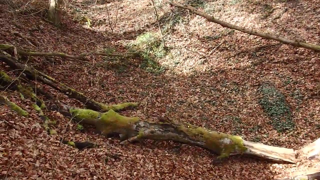 Am Burghof vorbei hinunter zum Seeufer