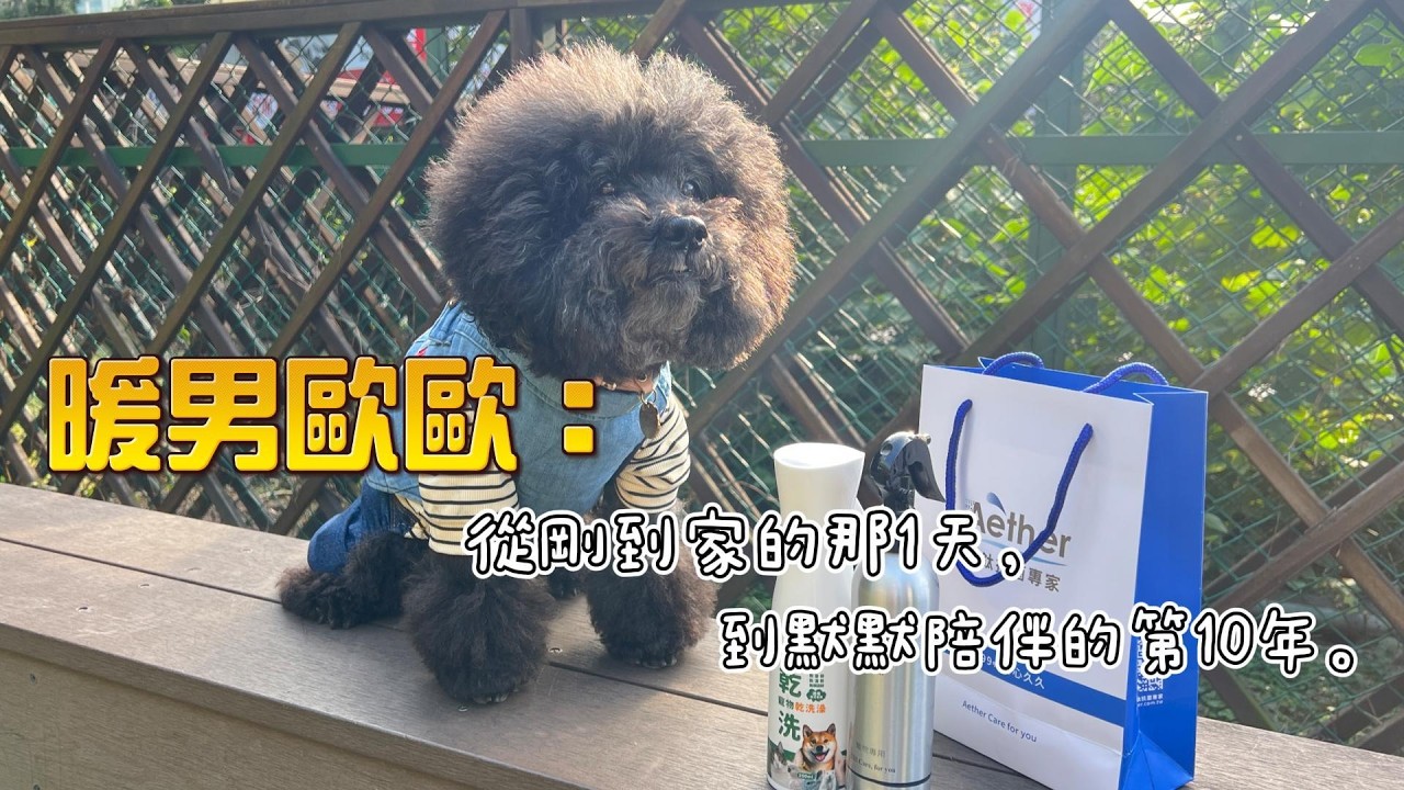 默默陪伴的暖男｜歐歐走進這個家的那一天，到陪伴的第十年