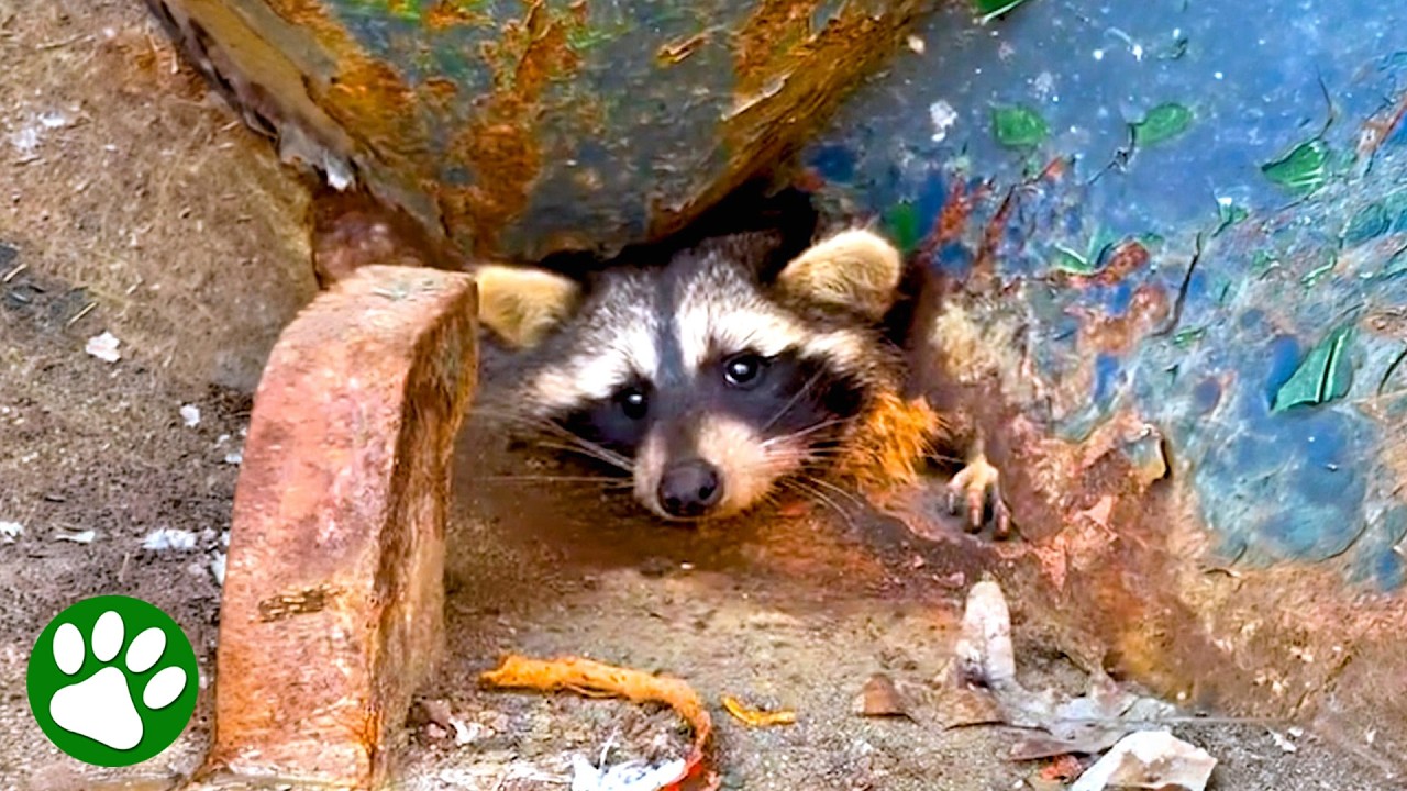 Stuck raccoon begs for help with pleading eyes 🥺