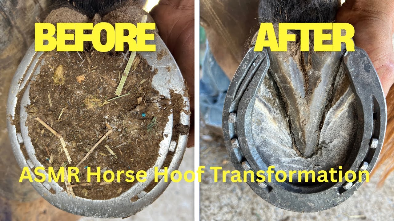 ASMR Horse Hoof Transformation 