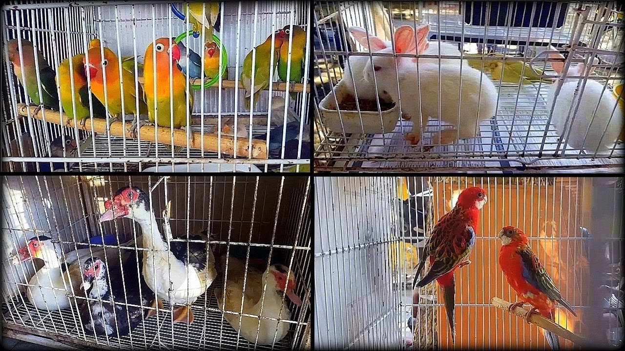 Nova feira: PREÇOS de galinha, periquito, pintos IG, galinhola, codorna, calopsita, pato, etc...